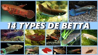 Les 14 types de BETTA poisson combattant AQUA FISH Aquariophile by aquazen [upl. by Booze]