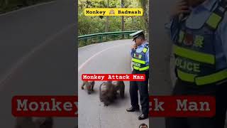 Monkey 🙉 Badmash  Monkey Attack Man animals funny comedy monkey [upl. by Coray]