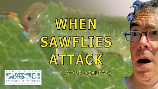 When Sawflies Attack [upl. by Anelra996]