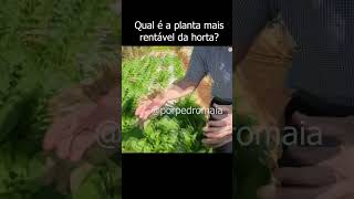 Qual é a planta mais rentável na horta hortalicas agro agricultura plantas [upl. by Eerised]