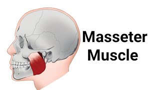 Masseter Muscle Head and Neck [upl. by Engenia]