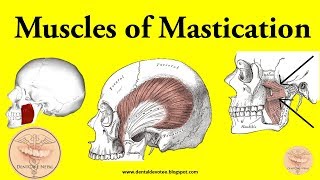 Muscles of Mastication made easy [upl. by Nazario]