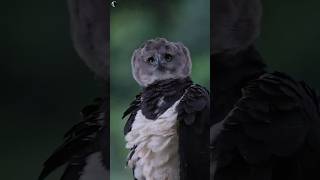 Harpy Eagle The Worlds Strongest and Most Powerful Predator😱😱 [upl. by Nikkie644]