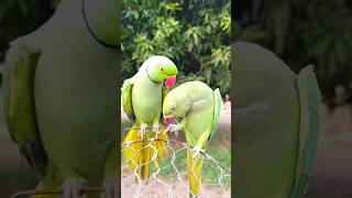 So Parrot Show shorts [upl. by Neelya183]