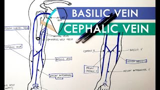 Superficial Veins of Upper Limb  Basilic amp Cephalic veins  Anatomy Tutorial [upl. by Leontyne]