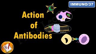 Action of Antibodies Neutralization Opsonization Complement Activation and ADCC FLImmuno37 [upl. by Goodill669]