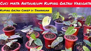 CUCI MATA ANTHURIUM KUPING GAJAH VARIGATA 📢 [upl. by Tutto]