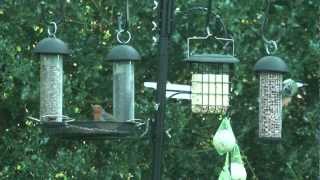 Robins and a Blue Tit on a Gardman Feeding Station [upl. by Akinnor115]