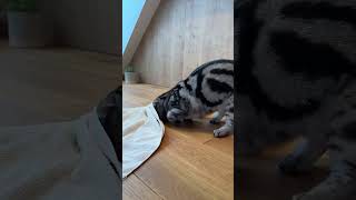 Is your cat getting bored shorts subcribe cat kitten fyp pets [upl. by Lenahc9]