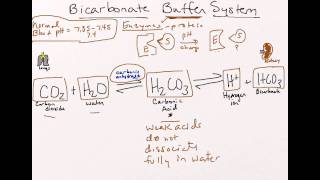 Bicarbonate Buffer System [upl. by Nosinned]