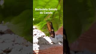 Borboleta saindo do Casulo [upl. by Nadual199]