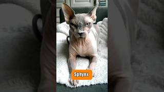 Is This The Ugliest Cat 😼 sphynx pets [upl. by Akimihs]