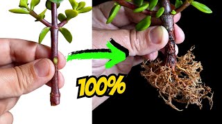 Cómo enraizar correctamente una Portulacaria Afra  Enraizado perfecto [upl. by Mohamed718]