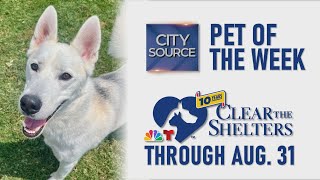 🐶 Pet of the Week 81624 and Clear the Shelter Events [upl. by Atirhs]