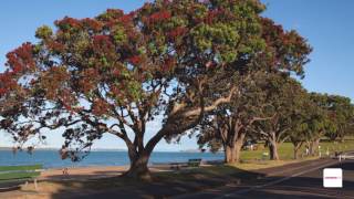 Māori Engagement Officer Biologist  A day in the life [upl. by Euqnom]