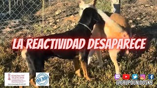 La reactividad desaparece perroreactivo reactividadcanina adiestramientocanino educacioncanina [upl. by Bree]