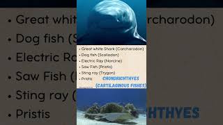 Cartilaginous Fish and Bony Fish Examples Chondrichthyes vs Osteichthyes [upl. by Aninat537]