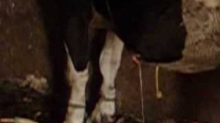 DESINFECTION DUN ABCES CHEZ UNE VACHE 2flv [upl. by Nerag770]