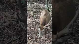 El Portal de los Ciervos te hará vivir un momento lleno de magia en Huilo Huilo ✨🌳🦌 [upl. by Aratak]