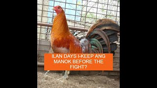 Sabong Pointing ILAN DAYS IKEEP ANG MANOK BAGO ILABAN [upl. by Eintruoc]