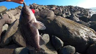 North jetty fishing in Ocean Shores Washington State  Catch and cook of black rockfish [upl. by Keeler]