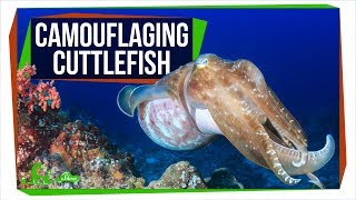 Colorfully Camouflaging Cuttlefish Are Colorblind [upl. by Aneelehs704]