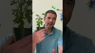 1 Mistake Your Making with Your Citronella Plant [upl. by Nirret]