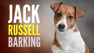 Jack Russell Terrier Barking Sound Effect JRT Bark SFX to Get Dogs Attention [upl. by Mariann]