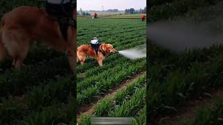 Amazing dog spray in fields 😱😱😱youtubeshorts shortsviral dog [upl. by Nwahsir]