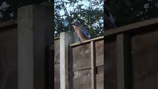 My Jay bird visiting and stealing nuts from the squirrels Eurasian Jay [upl. by Airotel]