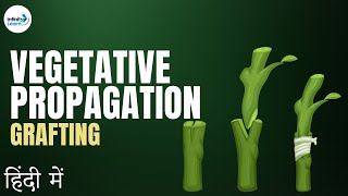 Reproduction  Lesson 14  Vegetative Propagation Grafting continued  in Hindi हिंदी में [upl. by Cohette]