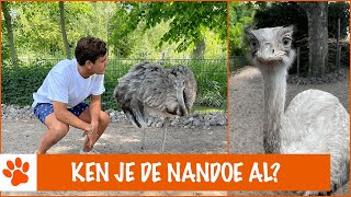 Dit is een hele speciale vogel  DierenpraatTV [upl. by Elletnahc]