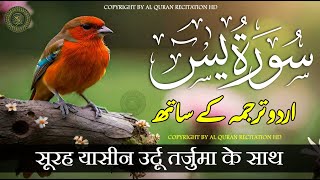 Surat Yaseen with Urdu Translation  Surah Yasin  Quran Tilawat Beautiful Voice  Hindi Tarjuma [upl. by Aitsirhc]