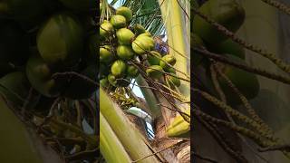 New technique of growing coconut plant coconut coco farming nature swag subscribe mahakal [upl. by Most]