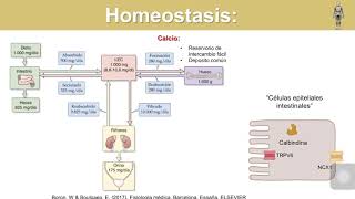 Fisiología de las glándulas paratiroideas Metabolismo de calcio y fósforo [upl. by Dreyer608]