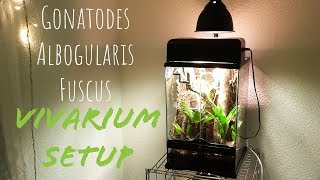 Bioactive Vivarium Setup  GONATODES ALBOGULARIS FUSCUS [upl. by Eiblehs]