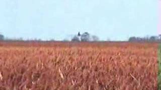 Cessna Agtruck spraying out Sorghum [upl. by Cherianne210]