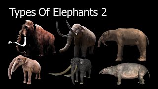 Types Of Elephants 2 [upl. by Killian]