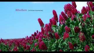 Bíborhere trifolium incarnatum UHD 4K 2160p [upl. by Cromwell]