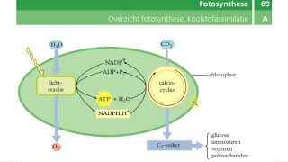 Binas tabellen  Dissimilatie fotosynthese [upl. by Doran]