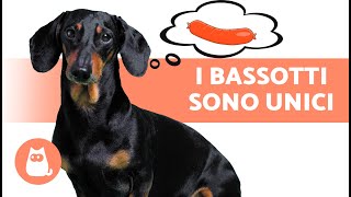 10 COSE che CAPIRAI SOLO se hai un BASSOTTO 🐶❤️ [upl. by Waiter]