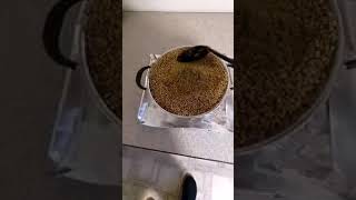 How to Prepare Sorghum milo for grain spawn  Royal Adirondack Mushrooms [upl. by Rea789]