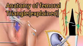 Femoral triangle anatomy  contents and boundaries of femoral triangle [upl. by Sib]