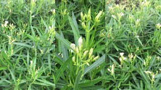 White nerium oleander flowering shrubsNerium flower garden with beautiful white flowers [upl. by Kayley]