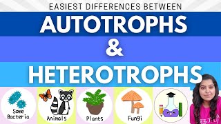 Easiest Difference between Autotrophs and Heterotrophs  What is Autotroph and Heterotroph [upl. by Amal802]