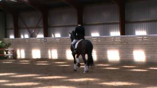 Showtime DVH 905 approved Danish Warmblood stallion [upl. by Sower]