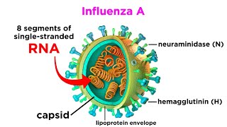 Influenza The Flu [upl. by Filip657]