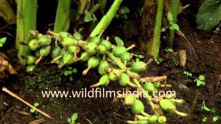 Cardamom plantation in Kerala [upl. by Eellac]