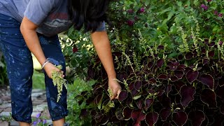 It All Starts with a SEED🌿Growing Coleus Ridiculously EASY [upl. by Ayanad]