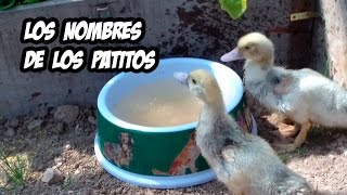 Patitos en la Huerta  Sus Nombres y Cuidados Basicos [upl. by Anniken918]